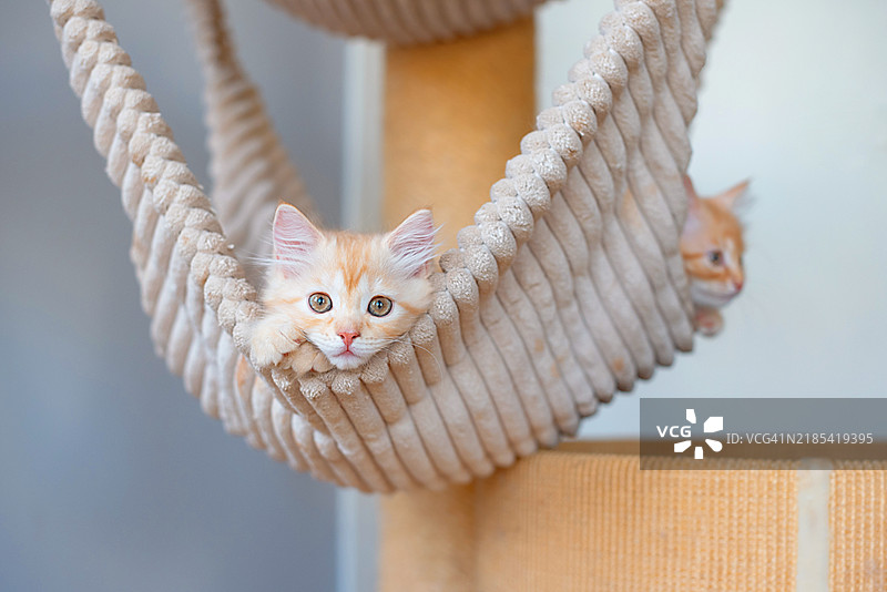 姜黄色的小猫们在它们的家里休息。图片素材