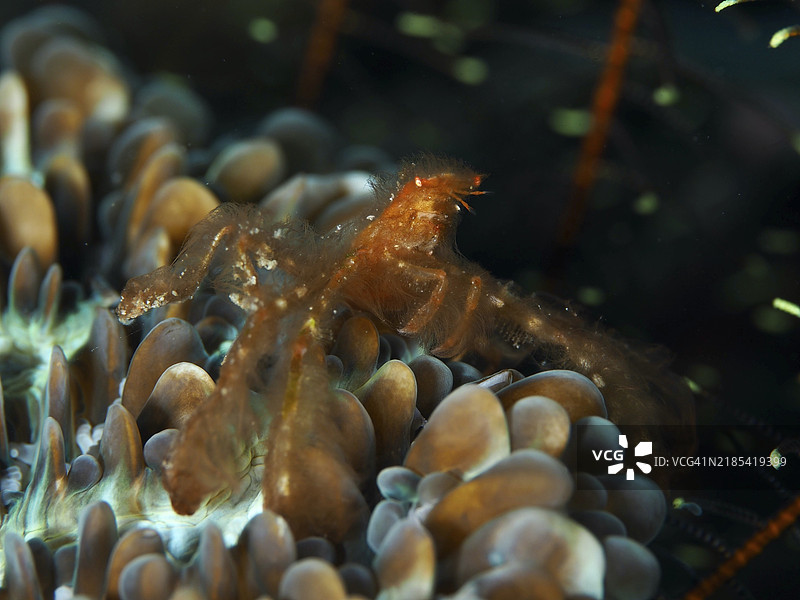 在光线下，橙色的螃蟹（猩猩蟹，学名：Achaeus japonicus）在海中显得神秘，潜水地点：东贡多尔，佩尼亚潘，巴厘岛，印度尼西亚，亚洲。图片素材