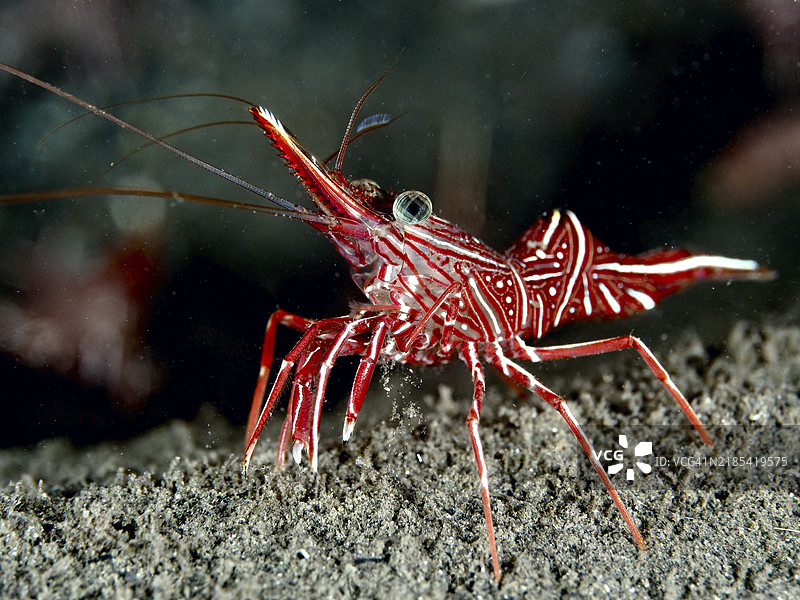 带条纹的红虾，骆驼虾（Rhynchocinetes durbanensis），在海底，潜水地点：房礁，佩尼亚潘，巴厘岛，印度尼西亚，亚洲图片素材