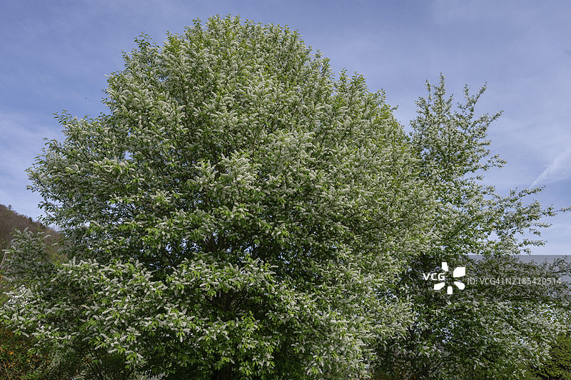 欧洲鸟樱（Prunus padus），德国，巴伐利亚，欧洲图片素材