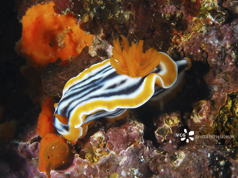 波浪状白色、黑色和橙色条纹的海蛞蝓,华丽星螺(Chromodoris magnifica),栖息在珊瑚上,潜水地点SD,努沙切宁岛,努沙佩尼达,巴厘岛,印度尼西亚,亚洲图片素材