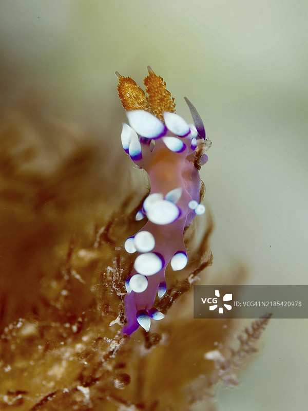 具有明显白点和紫色细节的海兔，白尖海兔，Flabellina exoptata（Coryphellina exoptata），在水生植物上，潜水地点双礁，佩尼亚潘，巴厘岛，印度尼西亚，亚洲图片素材