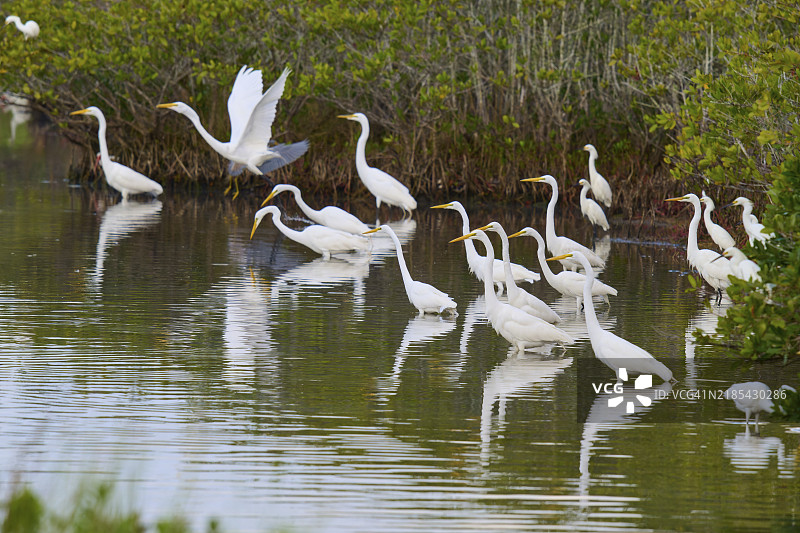 大白鹭（Egretta alba）群体站立在宁静的水域中，周围环绕着绿色植被，位于美国佛罗里达州提图斯维尔的黑点野生动物大道，北美。图片素材