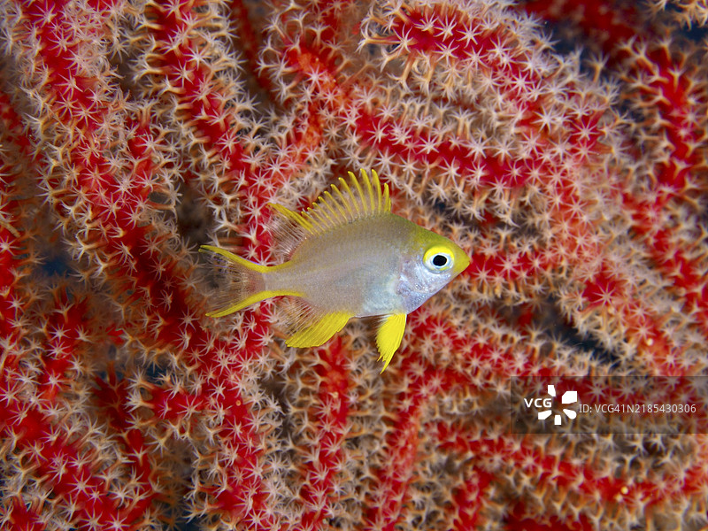 黄色的鱼,金色小雀鲷(Amblyglyphidodon aureus)幼鱼,游动在红色珊瑚的背景下,潜水地点甜蜜礁,佩尼亚潘,巴厘岛,印度尼西亚,亚洲图片素材