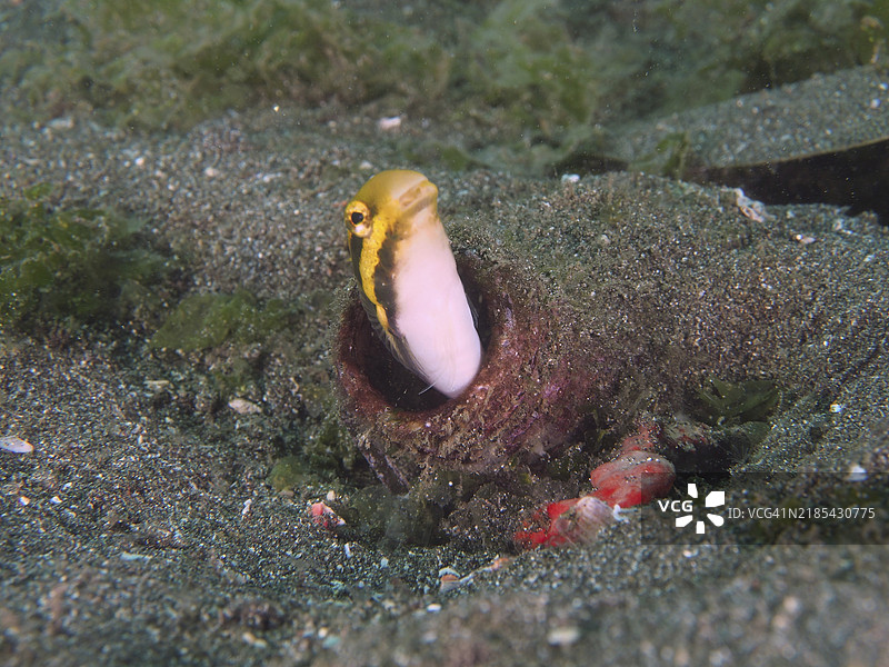 一条条纹拟态鳚(Petroscirtes breviceps)从埋在沙底的瓶子里探出头来,潜水地点为印度尼西亚巴厘岛吉利马努克的秘密湾。图片素材