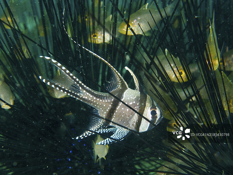 热带红雀鱼，邦盖红雀鱼（Pterapogon kauderni），在冠刺海胆（Diadema setosum）的刺中寻找庇护，潜水地点：秘密湾，吉利马努克，巴厘岛，印度尼西亚，亚洲图片素材