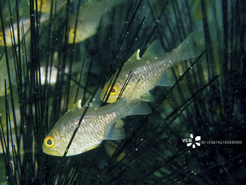 两条鱼，横带红雀鱼（Ostorhinchus hoevenii），在冠刺海胆（Diadema setosum）的刺间寻找庇护，潜水地点：秘密湾，吉利马努克，巴厘岛，印度尼西亚，亚洲图片素材