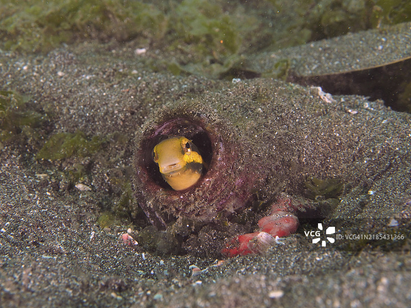 一条条纹拟态鳗鱼(Petroscirtes breviceps)藏在埋在沙底的瓶子里,潜水地点为印度尼西亚巴厘岛吉利马努克的秘密湾。图片素材