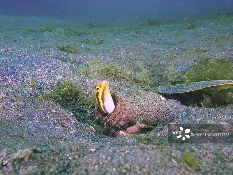 一条条纹拟态鳗鱼(Petroscirtes breviceps)从埋在沙底的瓶子里探出头来,潜水地点:巴厘岛吉利马努克的秘密湾,印度尼西亚,亚洲图片素材