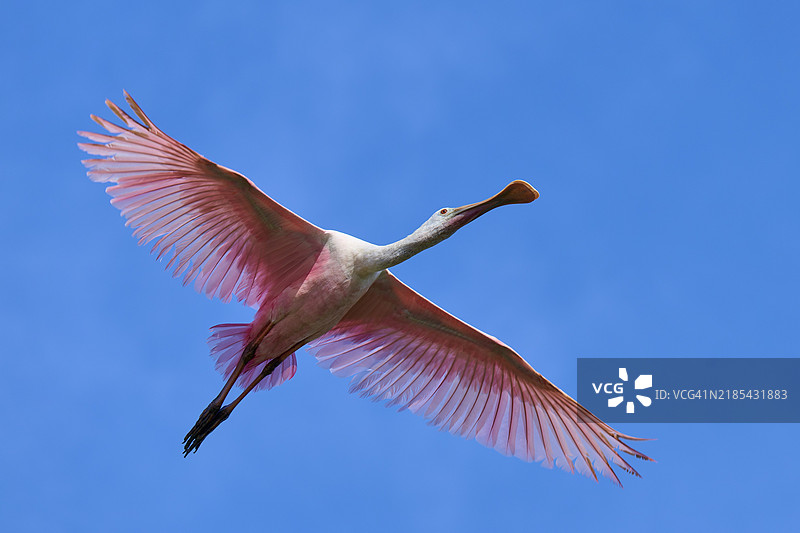 玫瑰鹮(Ajaja ajaja)在清澈的蓝天中飞翔,地点:佛罗里达州泰特斯维尔黑点野生动物驱动。图片素材
