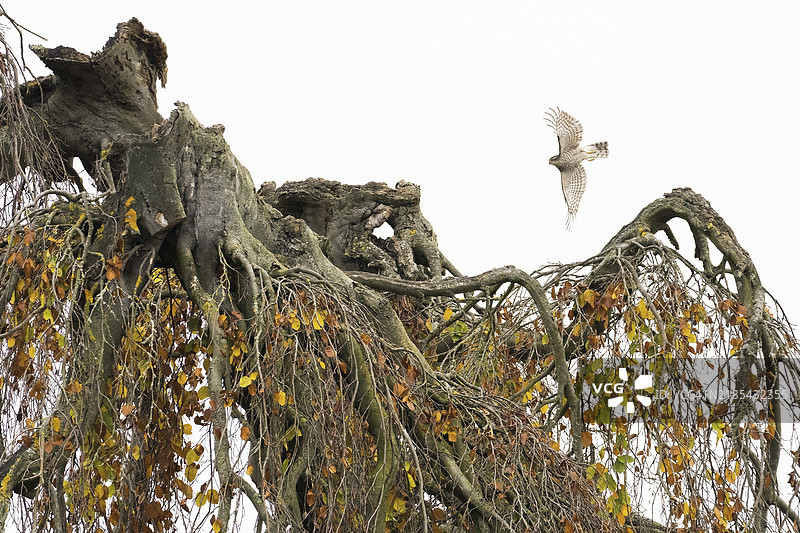 一只雀鹰（Accipiter nisus）飞过一棵老树，树枝下垂，覆盖着秋天的落叶，德国黑森州，欧洲图片素材