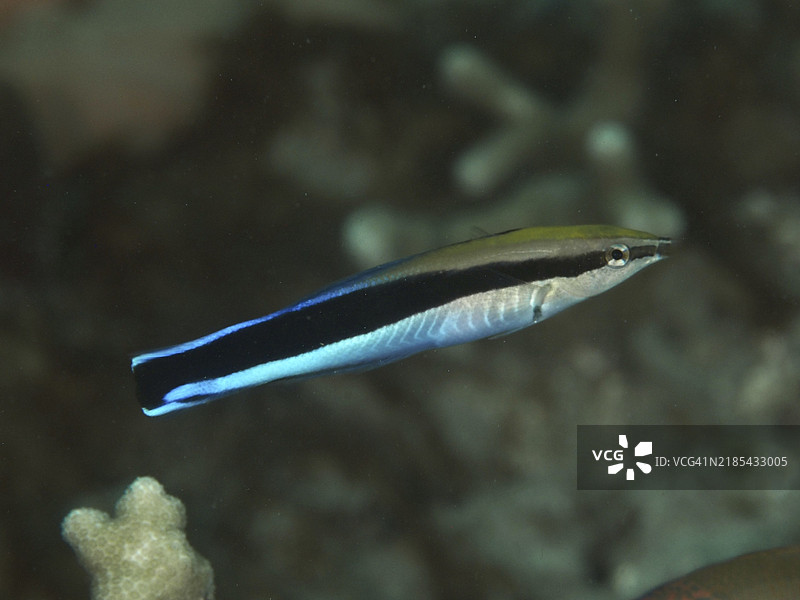 一条黑蓝色的假清洁鱼(Aspidontus taeniatus)在清澈的水中游过珊瑚,潜水地点为贡多湾,贡多,巴厘岛,印度尼西亚,亚洲图片素材