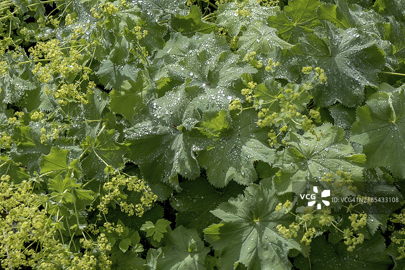 女士披风（Alchemilla mollis）上沾满雨滴，德国北莱茵-威斯特法伦，欧洲图片素材