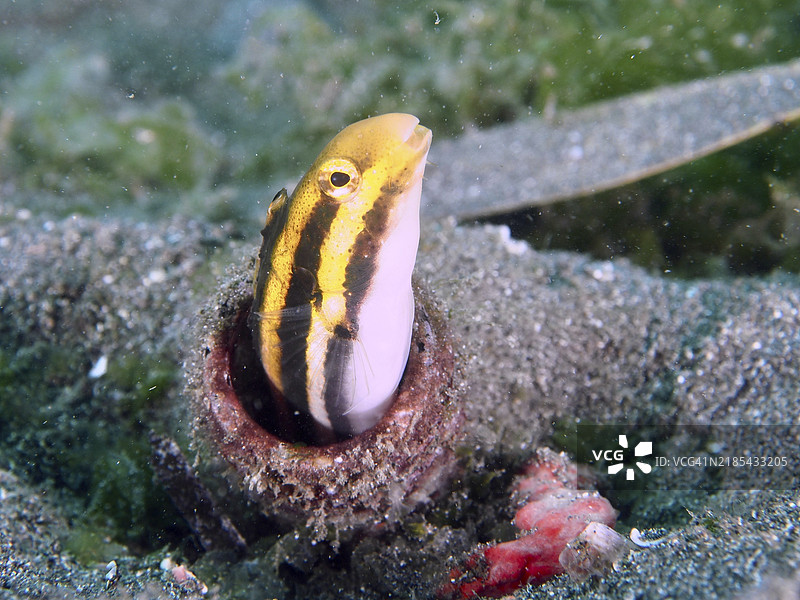 一条带有黄黑条纹的拟态鳗鱼(Petroscirtes breviceps)从埋在沙底的瓶子中探出头,潜水地点为印度尼西亚巴厘岛吉利马努克的秘密湾。图片素材