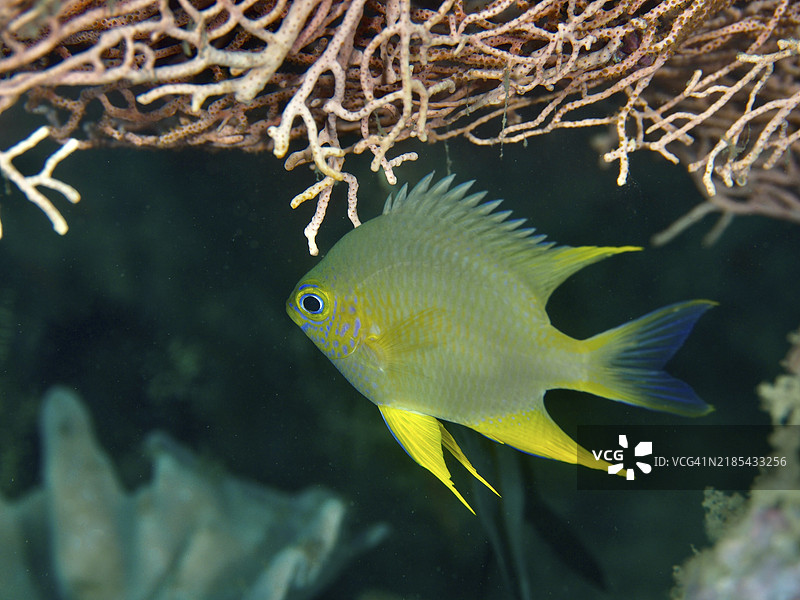 一条蓝灰色的鱼，带有黄色的鳍，金色小丑鱼（Amblyglyphidodon aureus），在珊瑚下游动，潜水地点：巴厘岛，Penyapangan，印尼，亚洲图片素材