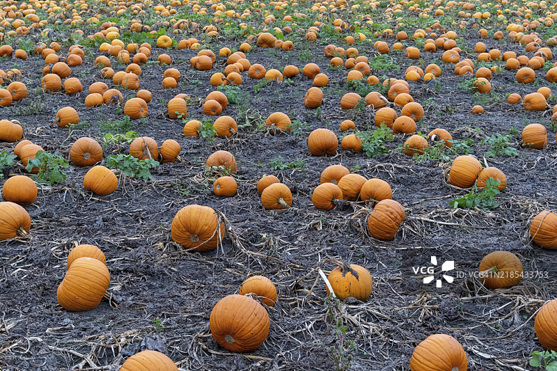 一个有许多南瓜的大田野图片素材