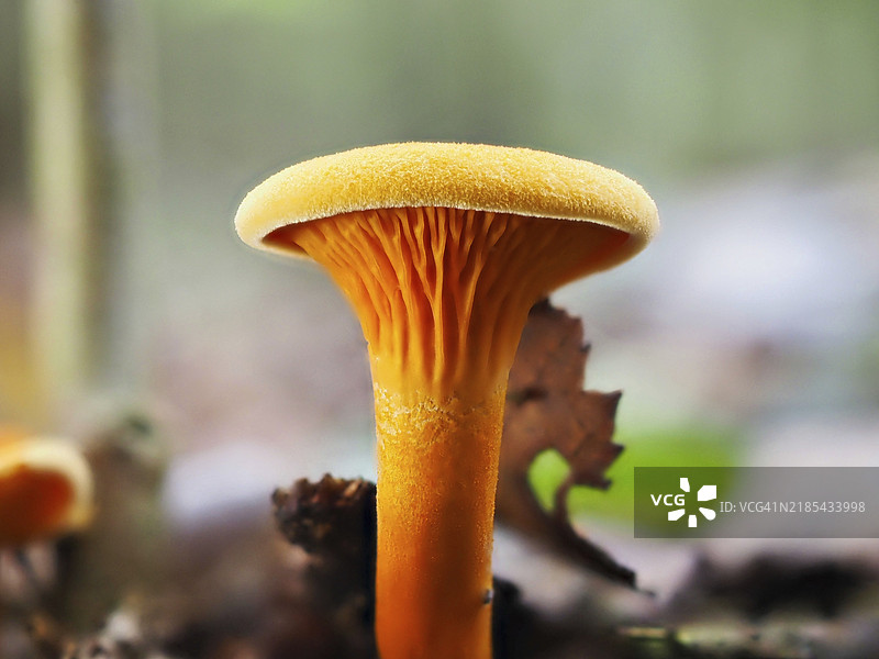 假喇叭菇(Hygrophoropsis aurantiaca),模糊背景,德国北莱茵-威斯特法伦,欧洲图片素材