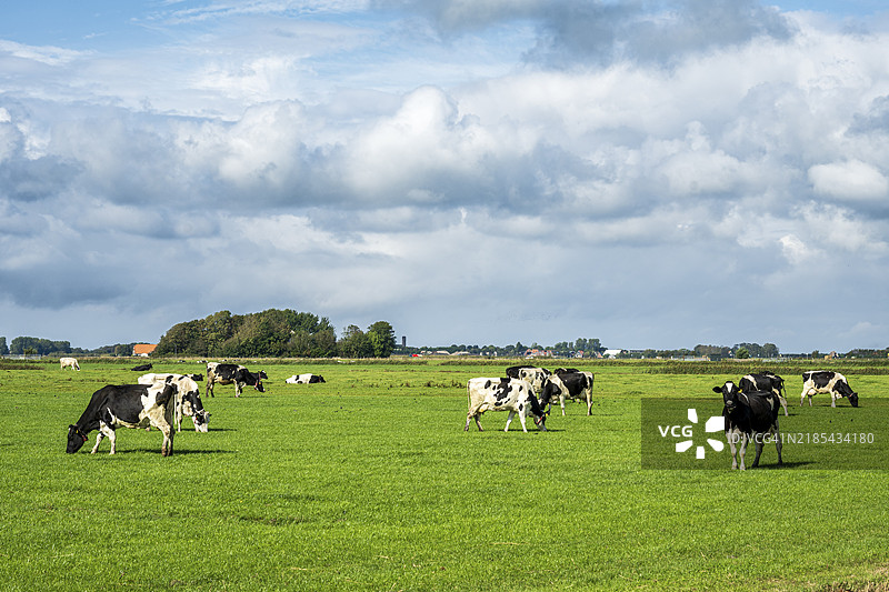 在广阔多云的风景中，绿草如茵的牧场上有奶牛，特克斯尔的荷斯坦奶牛。图片素材