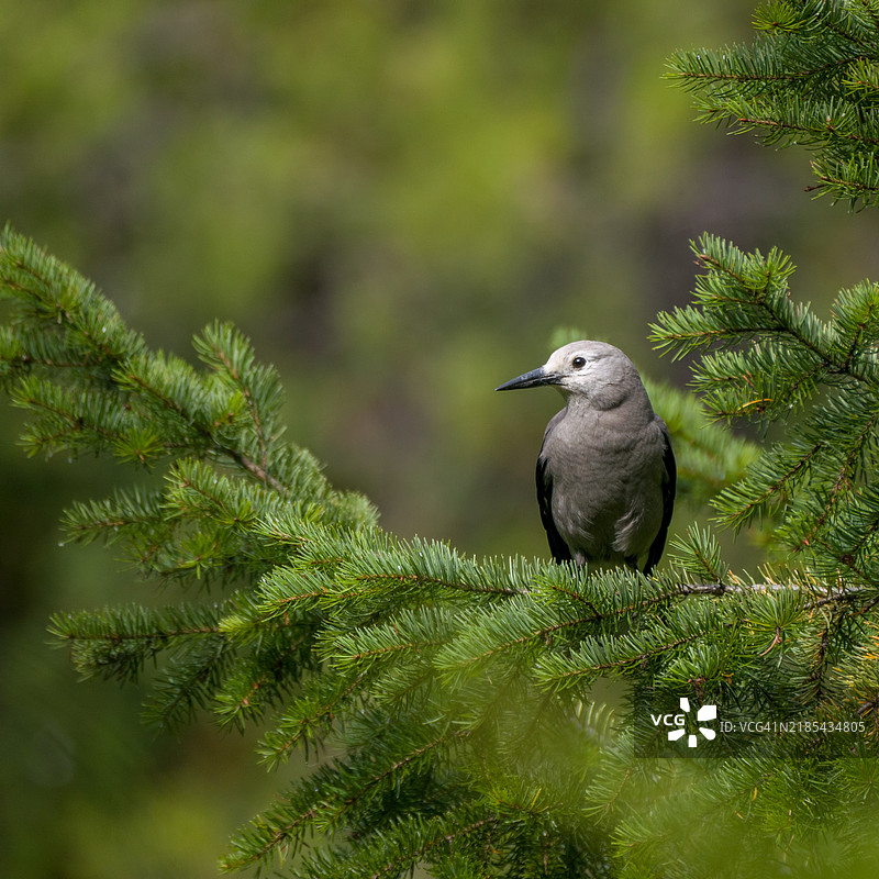 克拉克松鸦栖息在松树上的栖木上图片素材