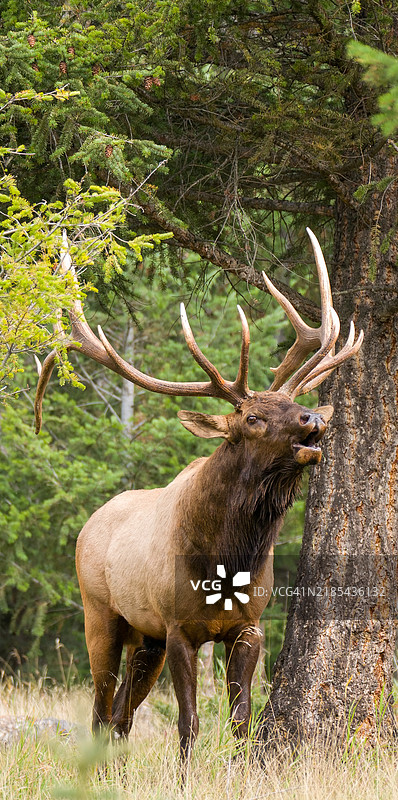 公牛麋鹿在鸣叫图片素材