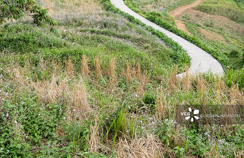 山脚小径穿过草地和观赏植物之间图片素材