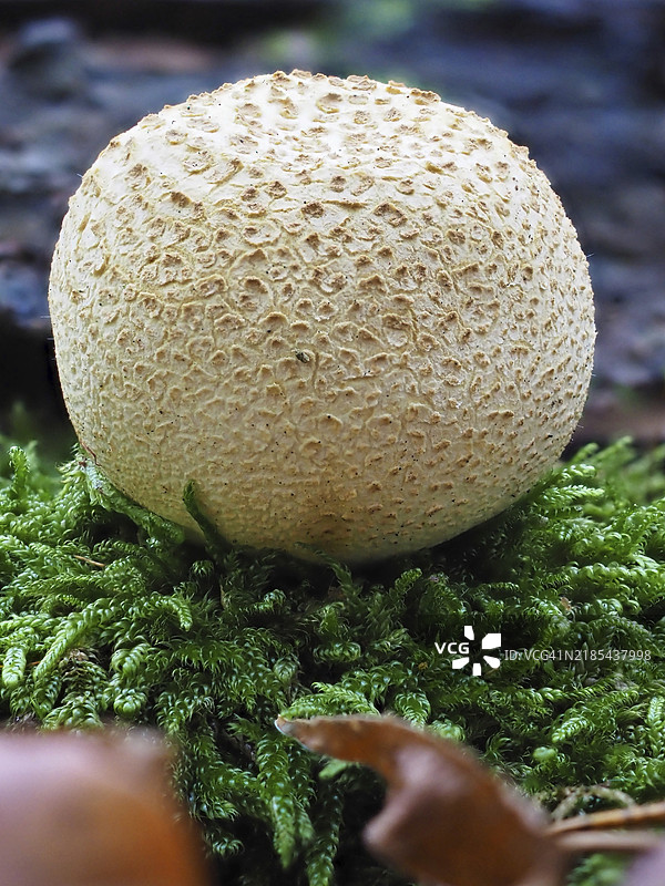 常见地球球菌或常见土豆牛肚菌（Scleroderma citrinum），模糊背景，德国北莱茵-威斯特法伦，欧洲图片素材