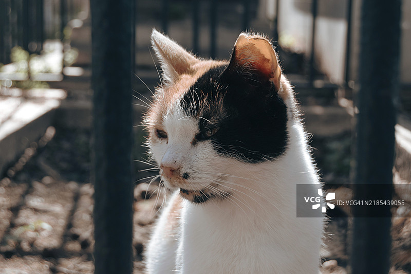 在围栏旁，表情宁静的花猫沐浴在阳光下。图片素材