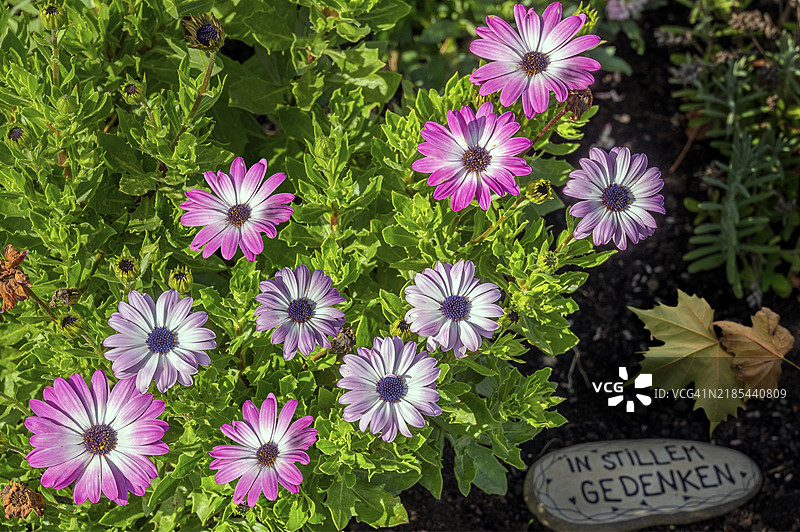 带花卉装饰的墓碑，南非菊（Osteospermum），也称为南非雏菊，德国巴伐利亚州阿尔高地区迪特曼斯里德图片素材