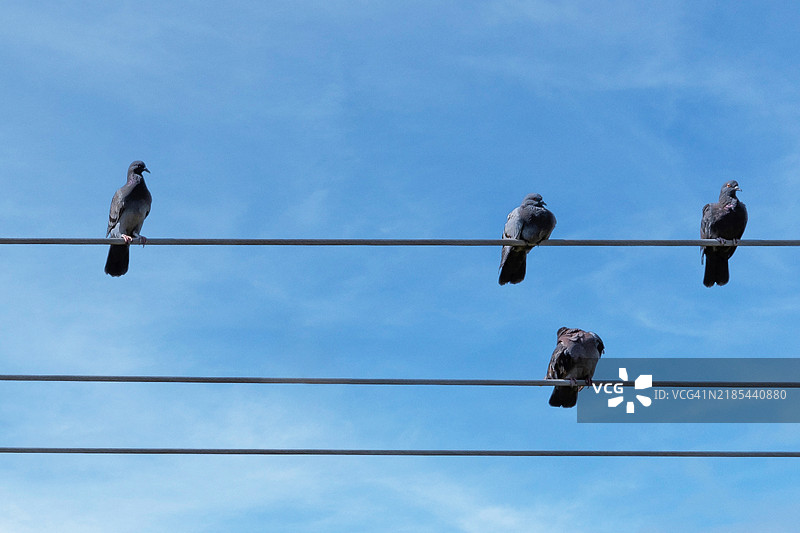鸽子栖息在电线上图片素材