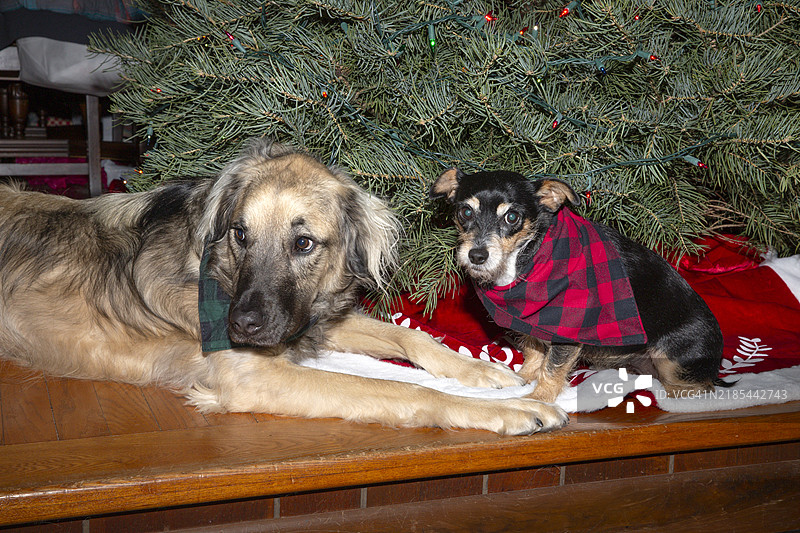 被抓现行的有罪狗狗，圣诞狗，节日宠物图片素材