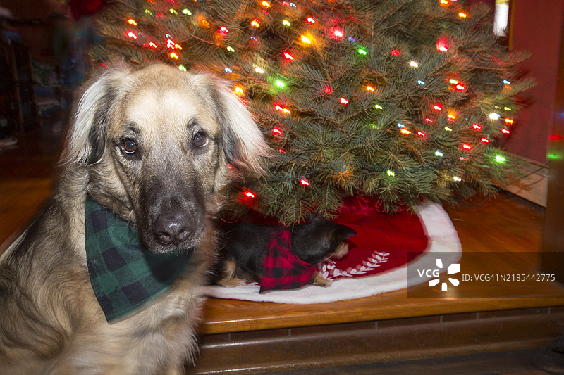 圣诞狗，犯错的狗被当场抓住，顽皮的宠物，好狗坏狗图片素材