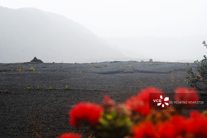 夏威夷大岛熔岩地带红色花卉植物的美丽景观，位于美国夏威夷国家公园。图片素材