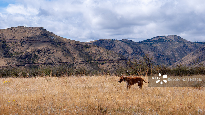 侧面视角的马在田野上站立，背景是天空，科罗拉多州，美国图片素材