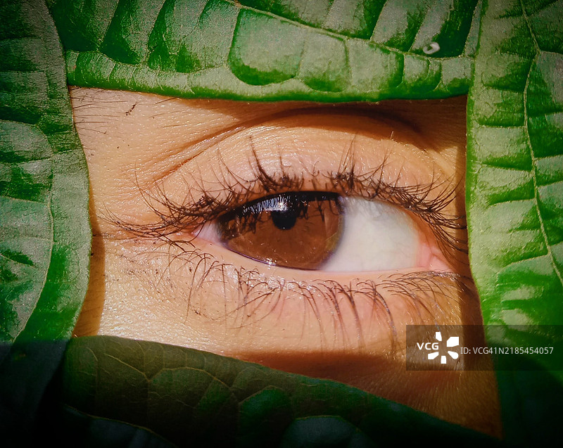 特写女性眼睛与绿色叶子的肖像图片素材