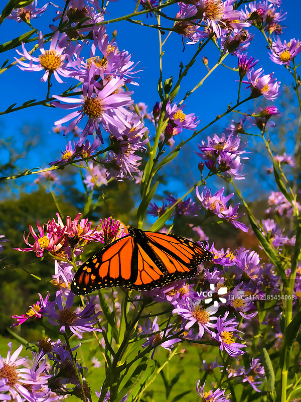 蝴蝶在紫色花朵上授粉的特写，林伍德，新泽西州，美国图片素材
