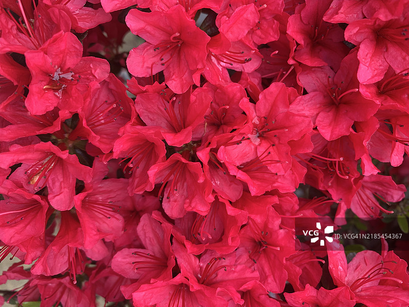 红色花卉植物的全景拍摄图片素材