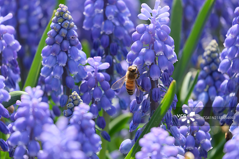 紫花上的蜜蜂特写图片素材