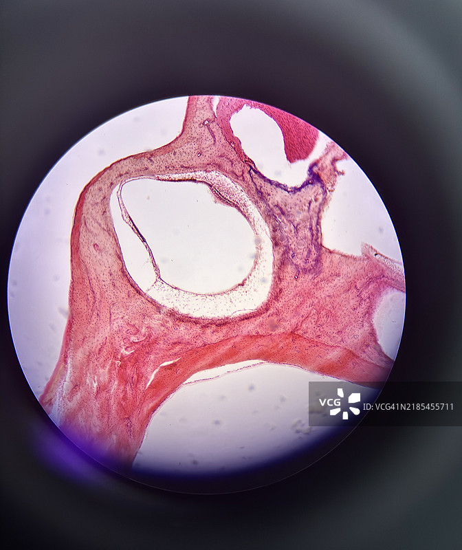 盘子里的甜食特写， 中国图片素材