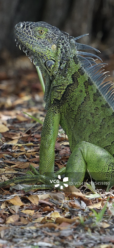 迈阿密，佛罗里达州，美国的绿鬣蜥特写镜头图片素材