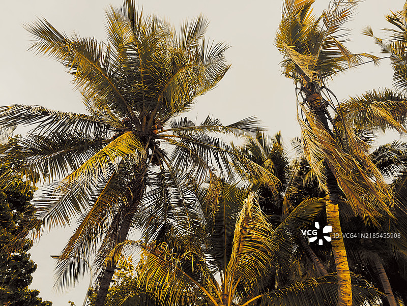 低角度视图的棕榈树与天空相映成趣图片素材