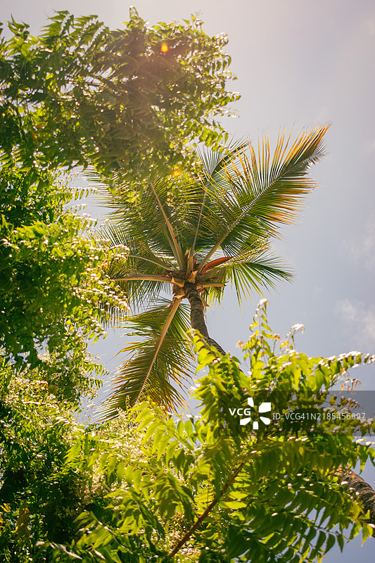 低角度视图的棕榈树与天空相映成趣图片素材