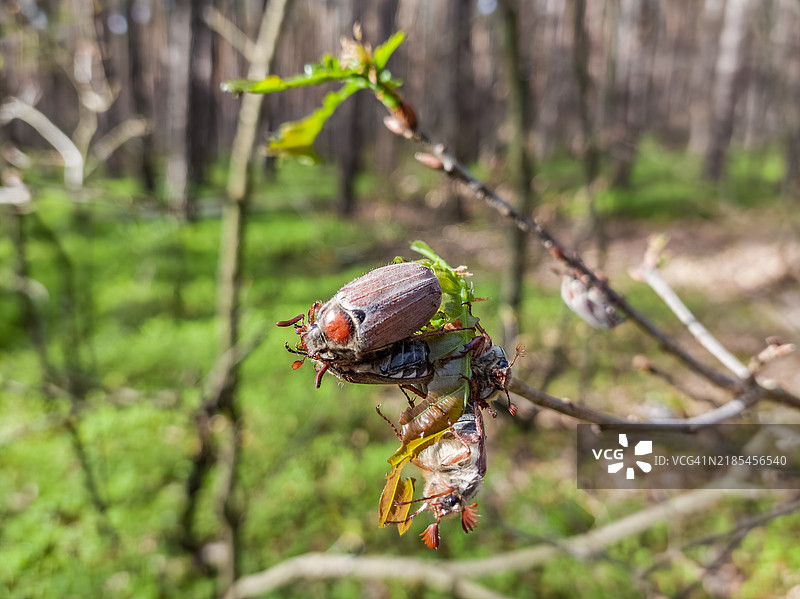 森林树枝上的一群五月甲虫图片素材