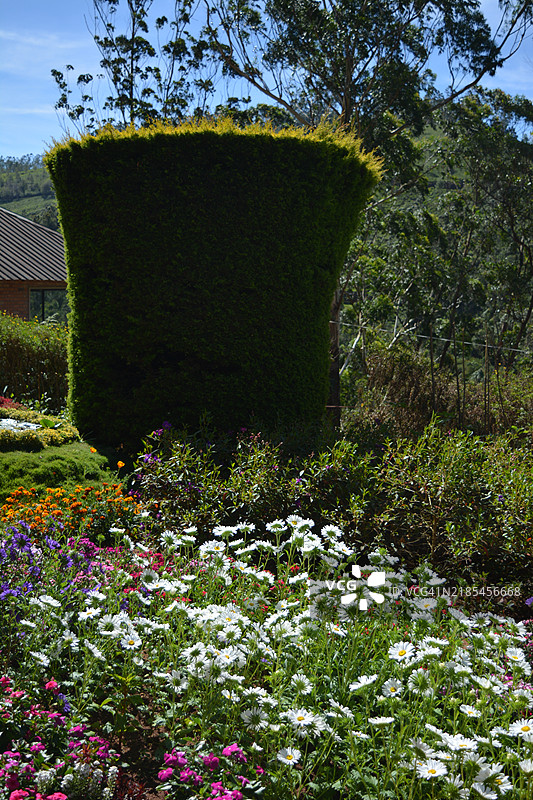 花园中盛开的植物景观图片素材