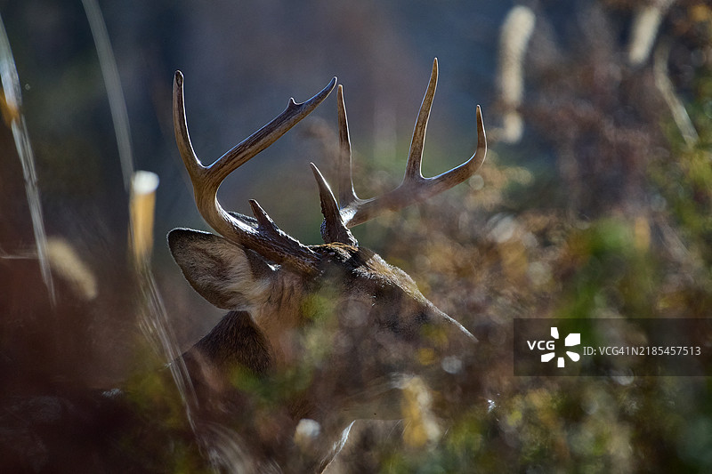 红鹿特写，宾夕法尼亚州朗霍恩，美国图片素材