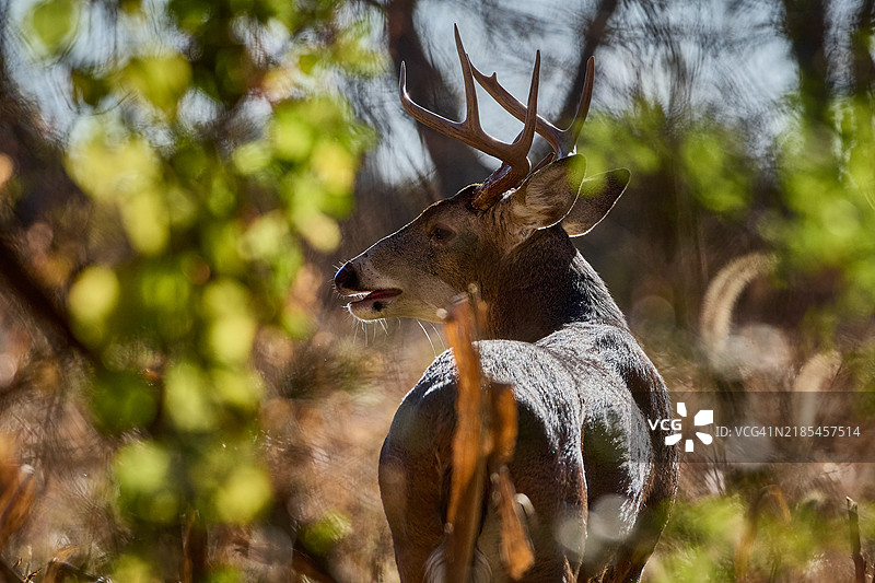 红白色的特写，兰霍恩，宾夕法尼亚州，美国图片素材