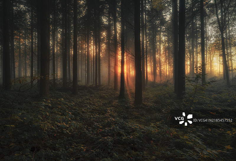 森林中的树木图片素材