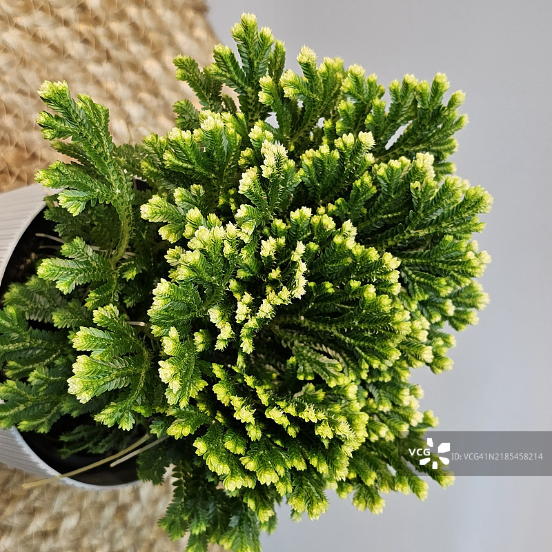 盆栽植物的特写镜头图片素材