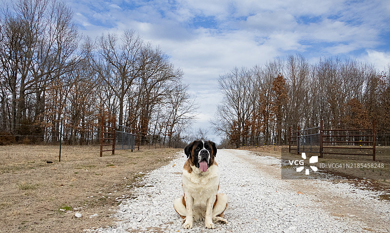 坐在碎石路上的圣伯纳犬，美国图片素材
