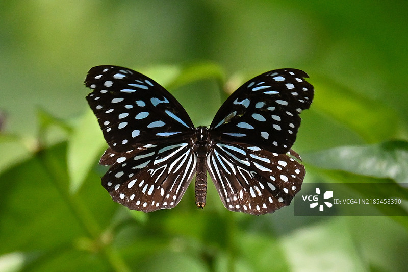 蝴蝶特写镜头图片素材