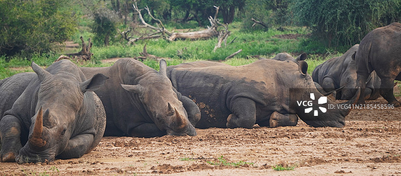 森林中的大象景观图片素材